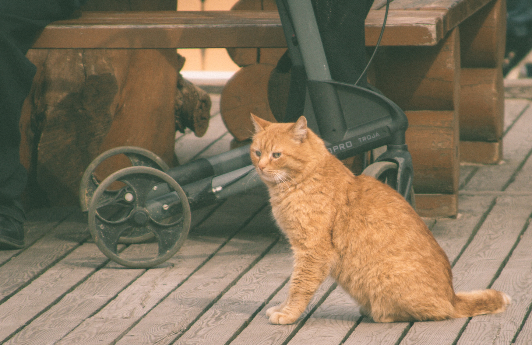 Рыжий кот возле ресторана «Амбар» в Зеленоградске. 