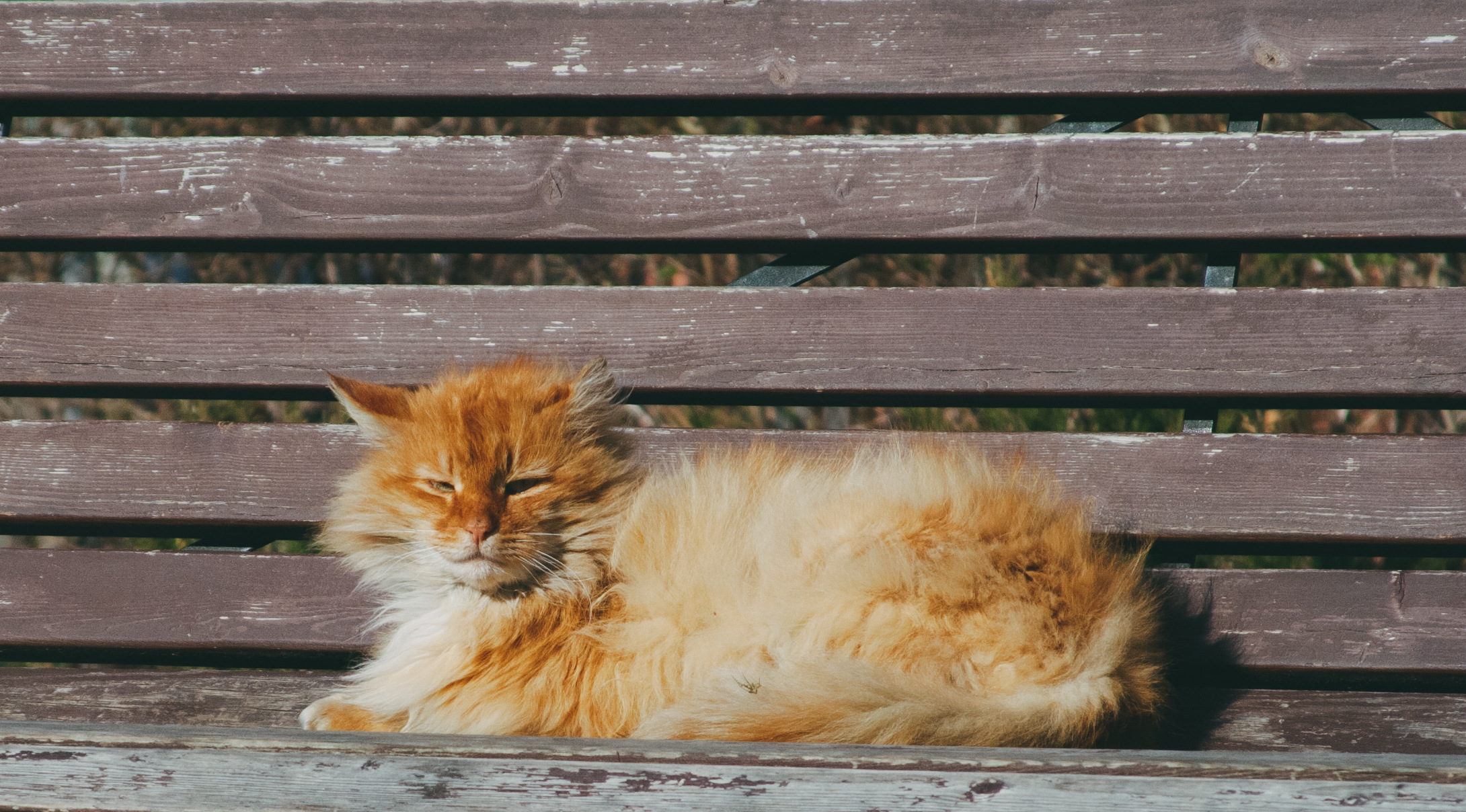 Рыжий кот на скамейке в восточной части Зеленоградска. 